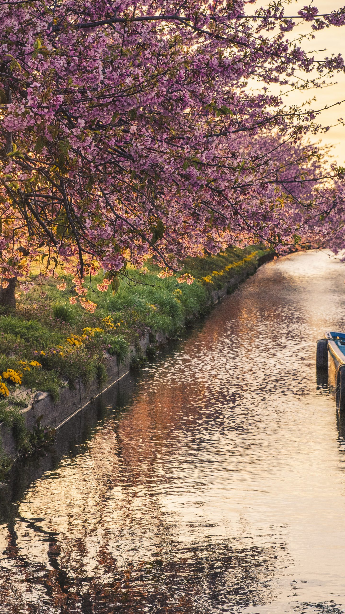 無料壁紙 笠松河津桜ロードの朝日。PCとデスクトップ壁紙に最適な4K高画質の無料壁紙。三重県松阪市の笠松河津桜ロードで撮影したフリー写真素材