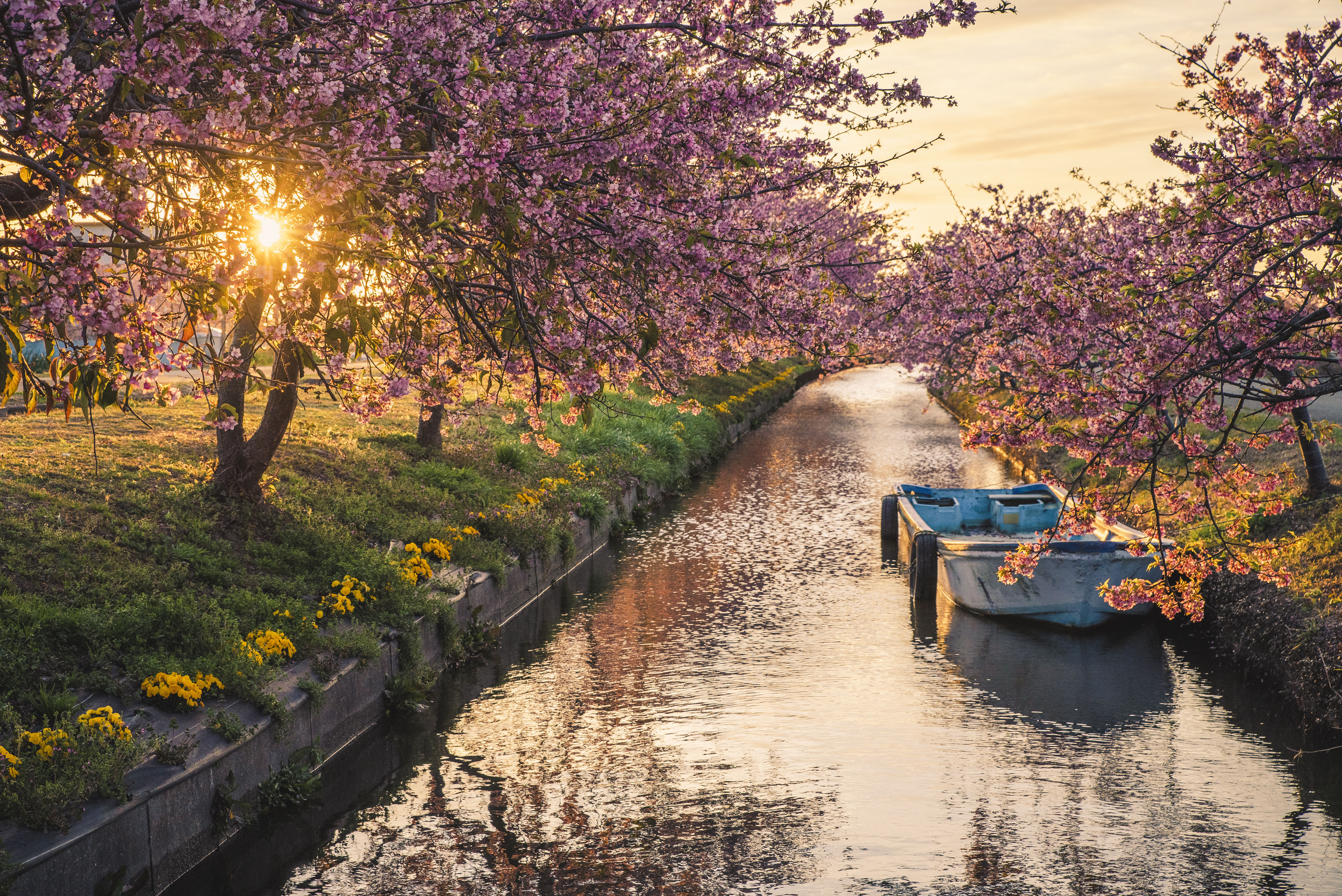 無料壁紙 笠松河津桜ロードの朝日。PCとデスクトップ壁紙に最適な4K高画質の無料壁紙。三重県松阪市の笠松河津桜ロードで撮影したフリー写真素材