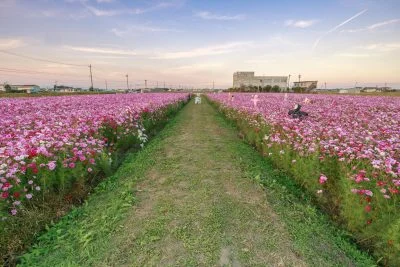 無料壁紙 観賞スペースのあぜ道。PCとデスクトップ壁紙に最適な4K高画質の無料壁紙。三重県松阪市の笠松町のコスモス畑で撮影したフリー写真素材