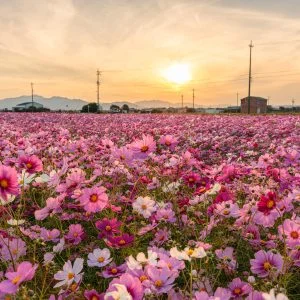 笠松町のコスモス畑のフリー素材・壁紙