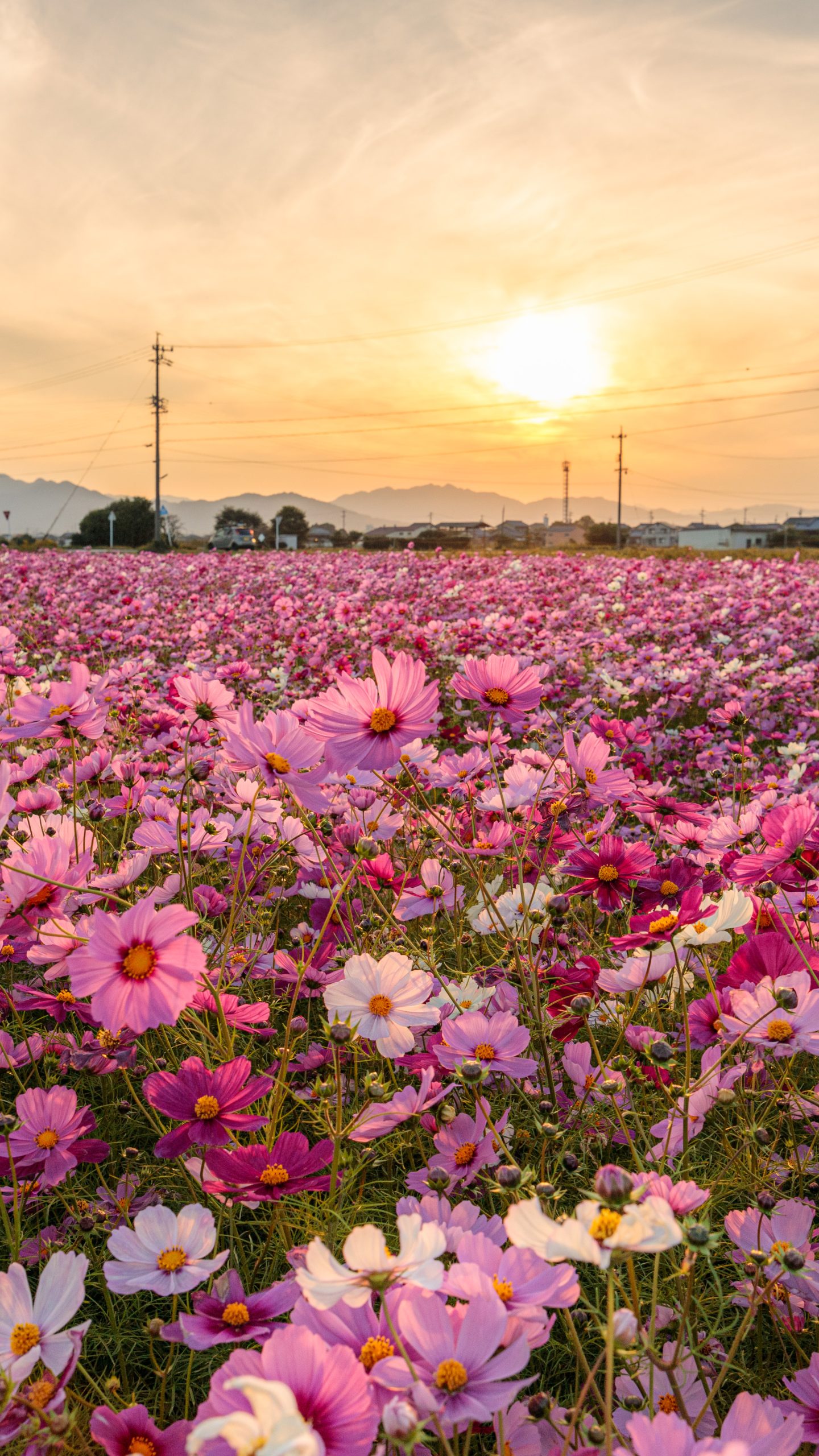 夕焼けが美しいコスモス畑(三重県松阪市・笠松町のコスモス畑)