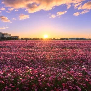 無料壁紙 朝焼けのコスモス畑。PCとデスクトップ壁紙に最適な4K高画質の無料壁紙。三重県松阪市の笠松町のコスモス畑で撮影したフリー写真素材