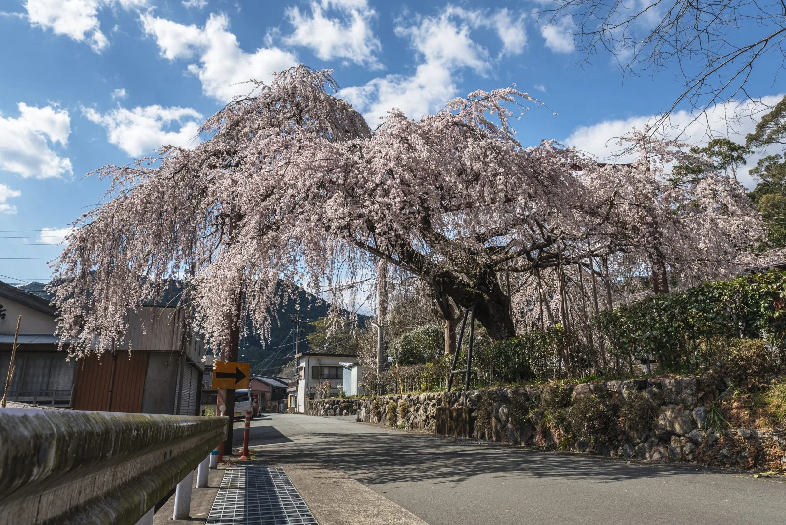 無料壁紙 柏崎支所前のしだれ桜。PCとデスクトップ壁紙に最適な4K高画質の無料壁紙。三重県大紀町の柏崎支所のしだれ桜で撮影したフリー写真素材