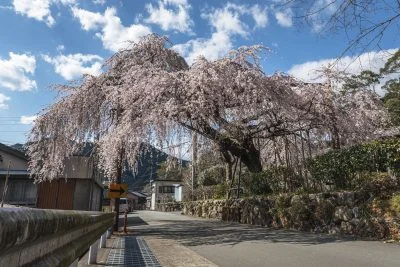 無料壁紙 柏崎支所前のしだれ桜。PCとデスクトップ壁紙に最適な4K高画質の無料壁紙。三重県大紀町の柏崎支所のしだれ桜で撮影したフリー写真素材