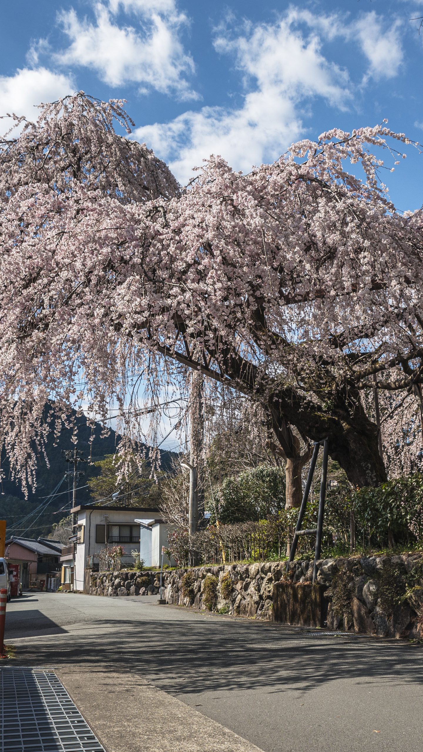 無料壁紙 柏崎支所前のしだれ桜。PCとデスクトップ壁紙に最適な4K高画質の無料壁紙。三重県大紀町の柏崎支所のしだれ桜で撮影したフリー写真素材