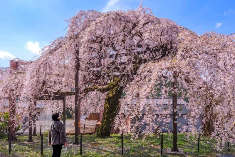 無料壁紙 母親としだれ桜。PCとデスクトップ壁紙に最適な4K高画質の無料壁紙。三重県大紀町の柏崎支所のしだれ桜で撮影したフリー写真素材