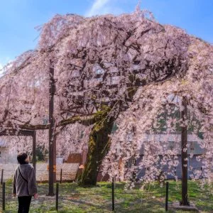 無料壁紙 母親としだれ桜。PCとデスクトップ壁紙に最適な4K高画質の無料壁紙。三重県大紀町の柏崎支所のしだれ桜で撮影したフリー写真素材