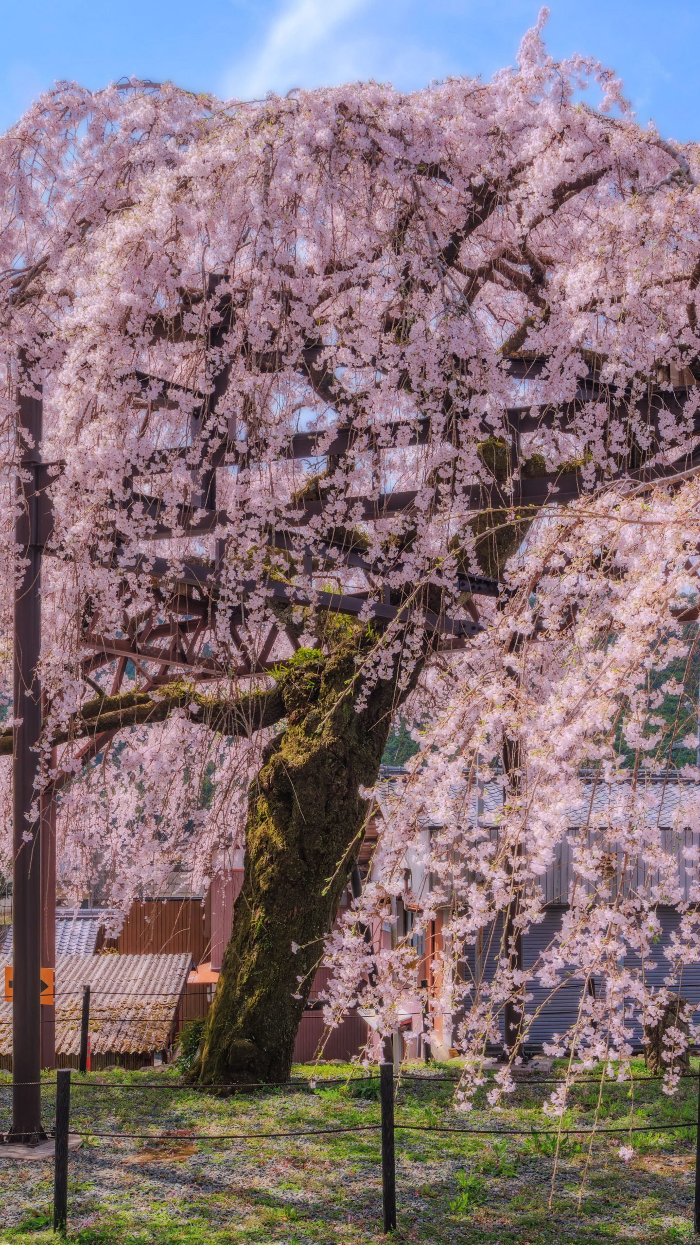 無料壁紙 母親としだれ桜。PCとデスクトップ壁紙に最適な4K高画質の無料壁紙。三重県大紀町の柏崎支所のしだれ桜で撮影したフリー写真素材