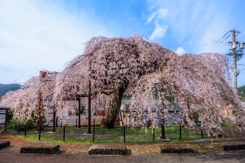 無料壁紙 2025年撮影のしだれ桜。PCとデスクトップ壁紙に最適な4K高画質の無料壁紙。三重県大紀町の柏崎支所のしだれ桜で撮影したフリー写真素材