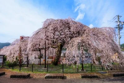 無料壁紙 2025年撮影のしだれ桜。PCとデスクトップ壁紙に最適な4K高画質の無料壁紙。三重県大紀町の柏崎支所のしだれ桜で撮影したフリー写真素材