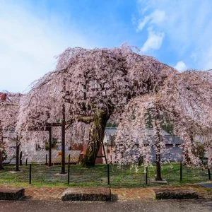 無料壁紙 2025年撮影のしだれ桜。PCとデスクトップ壁紙に最適な4K高画質の無料壁紙。三重県大紀町の柏崎支所のしだれ桜で撮影したフリー写真素材