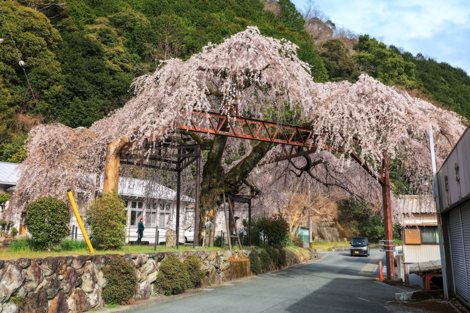 無料壁紙 道路側から桜を眺める。PCとデスクトップ壁紙に最適な4K高画質の無料壁紙。三重県大紀町の柏崎支所のしだれ桜で撮影したフリー写真素材