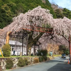 柏崎支所のしだれ桜のフリー写真素材