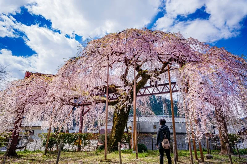 無料壁紙 咲き誇るしだれ桜。PCとデスクトップ壁紙に最適な4K高画質の無料壁紙。三重県大紀町の柏崎支所のしだれ桜で撮影したフリー写真素材
