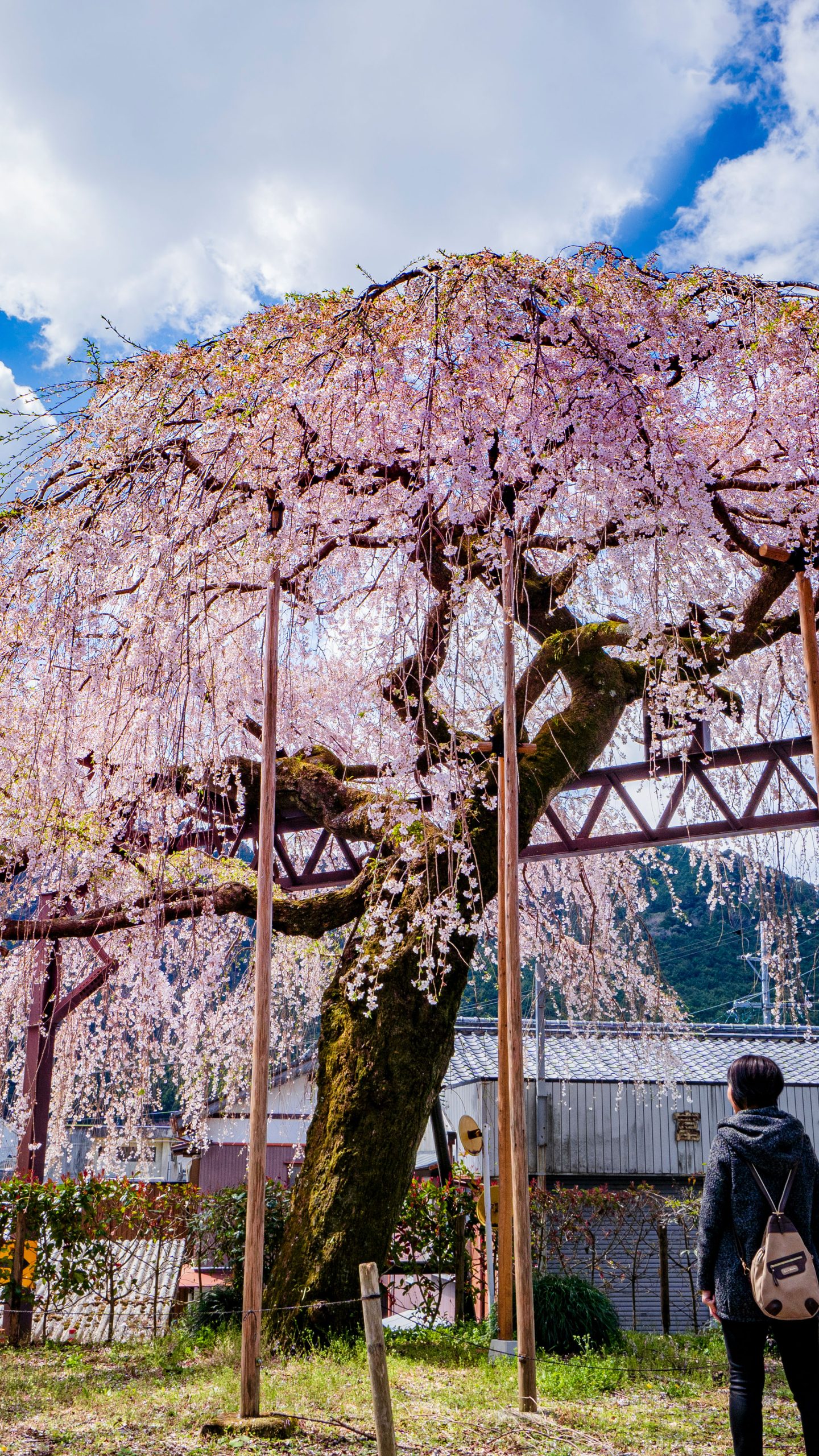 無料壁紙 咲き誇るしだれ桜。PCとデスクトップ壁紙に最適な4K高画質の無料壁紙。三重県大紀町の柏崎支所のしだれ桜で撮影したフリー写真素材