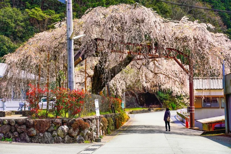 無料壁紙 屋根より高い桜。PCとデスクトップ壁紙に最適な4K高画質の無料壁紙。三重県大紀町の柏崎支所のしだれ桜で撮影したフリー写真素材