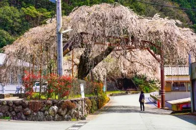 無料壁紙 屋根より高い桜。PCとデスクトップ壁紙に最適な4K高画質の無料壁紙。三重県大紀町の柏崎支所のしだれ桜で撮影したフリー写真素材