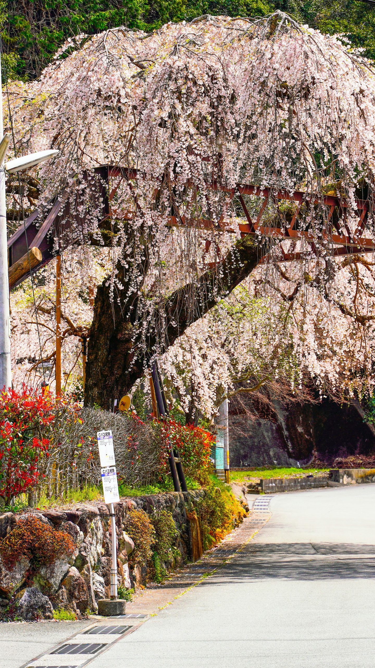 屋根より高い桜(三重県大紀町・柏崎支所のしだれ桜)