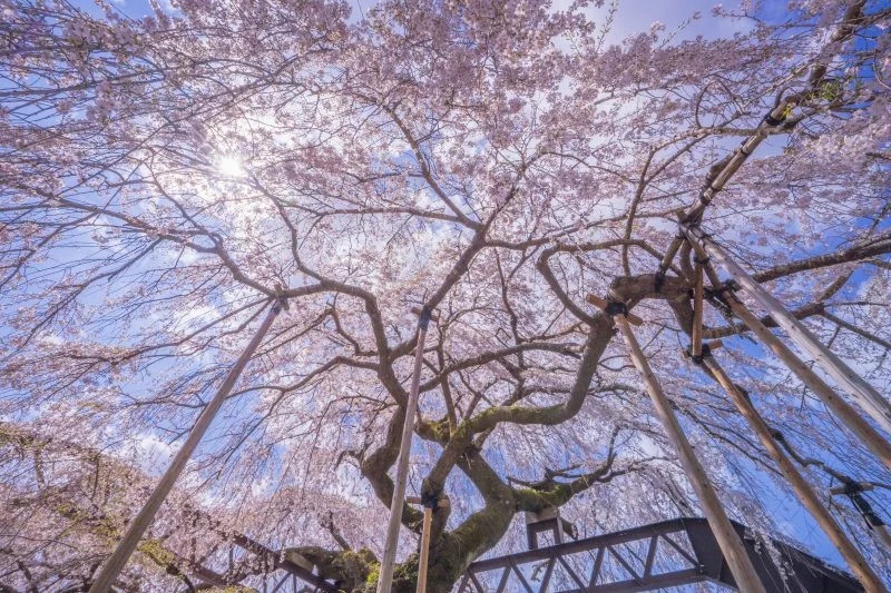 無料壁紙 桜の中から見上げて...。PCとデスクトップ壁紙に最適な4K高画質の無料壁紙。三重県大紀町の柏崎支所のしだれ桜で撮影したフリー写真素材