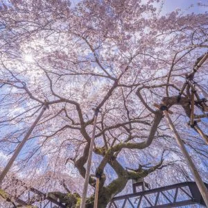 無料壁紙 桜の中から見上げて...。PCとデスクトップ壁紙に最適な4K高画質の無料壁紙。三重県大紀町の柏崎支所のしだれ桜で撮影したフリー写真素材
