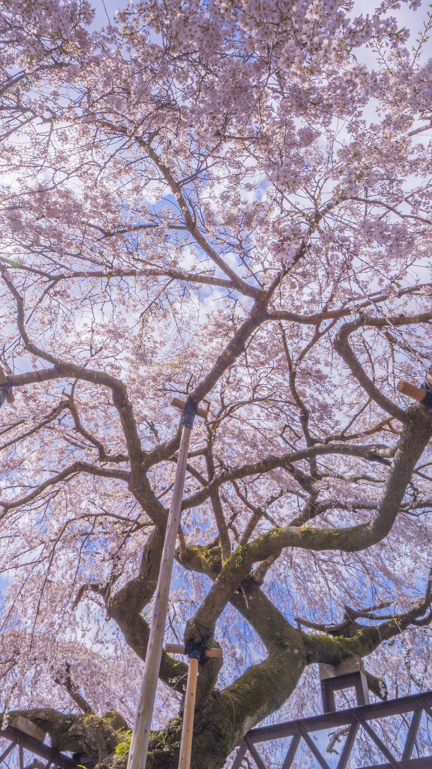 無料壁紙 桜の中から見上げて...。PCとデスクトップ壁紙に最適な4K高画質の無料壁紙。三重県大紀町の柏崎支所のしだれ桜で撮影したフリー写真素材