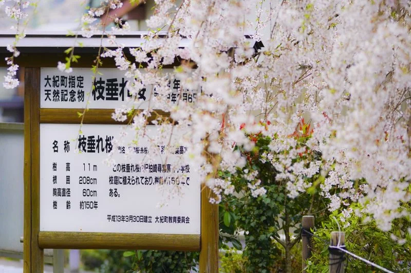 無料壁紙 しだれ桜の看板。PCとデスクトップ壁紙に最適な4K高画質の無料壁紙。三重県大紀町の柏崎支所のしだれ桜で撮影したフリー写真素材