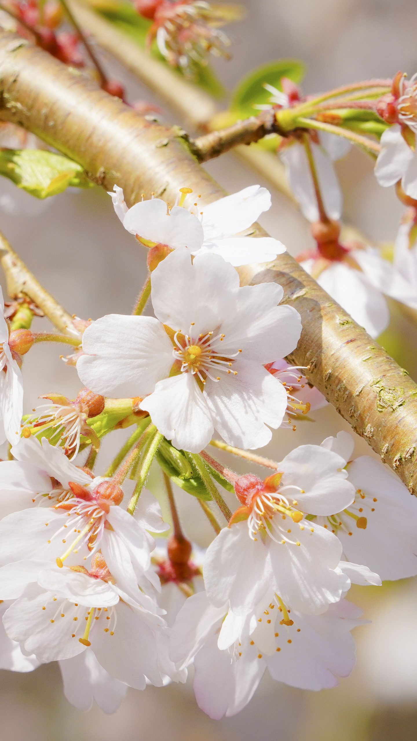 無料壁紙 樹齢150年の桜の花びら。PCとデスクトップ壁紙に最適な4K高画質の無料壁紙。三重県大紀町の柏崎支所のしだれ桜で撮影したフリー写真素材