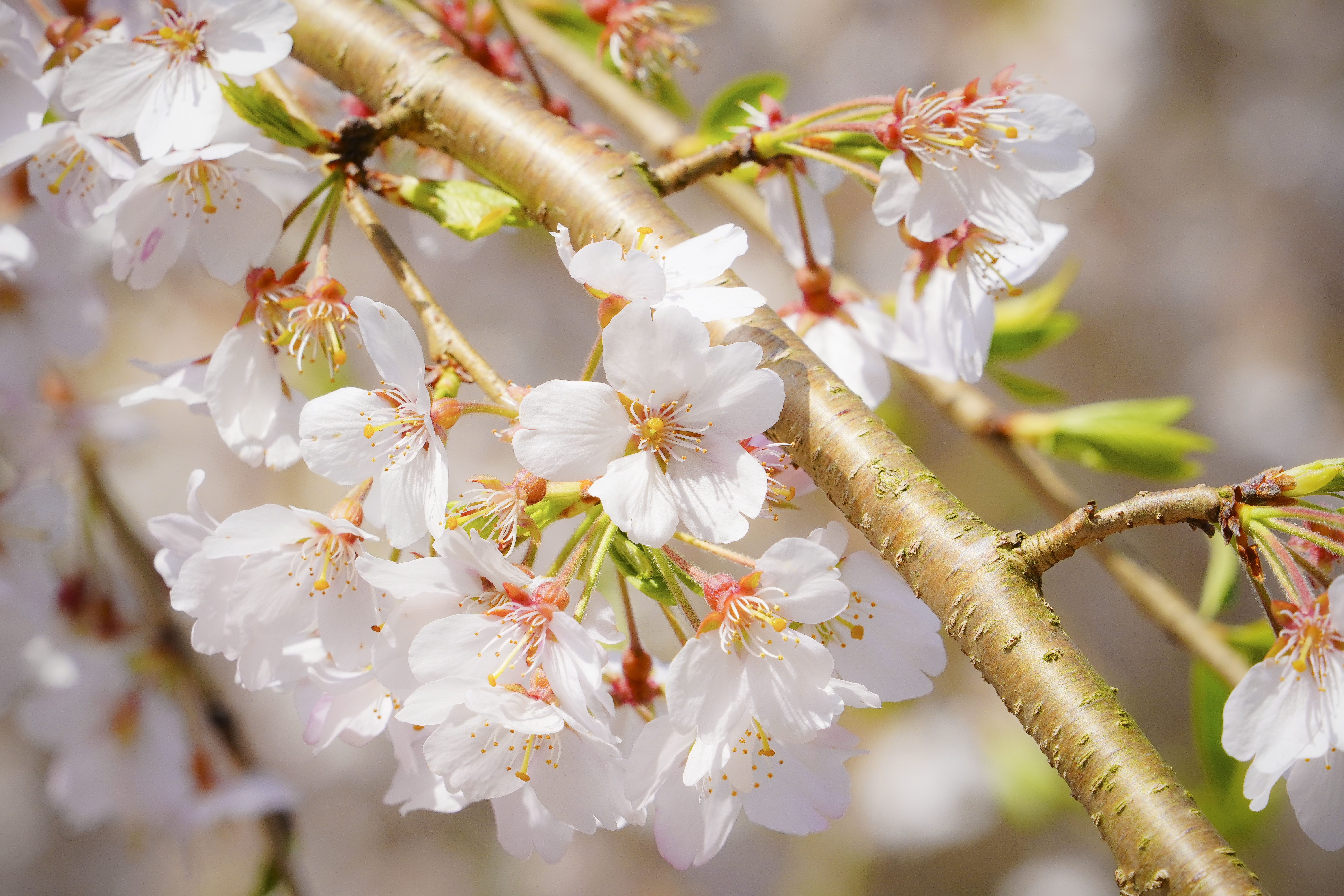 無料壁紙 樹齢150年の桜の花びら。PCとデスクトップ壁紙に最適な4K高画質の無料壁紙。三重県大紀町の柏崎支所のしだれ桜で撮影したフリー写真素材