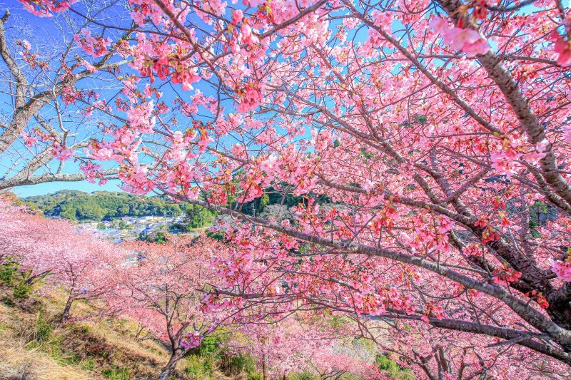 無料壁紙 河津桜と南伊勢町の町並み。PCとデスクトップ壁紙に最適な4K高画質の無料壁紙。三重県南伊勢町の河村瑞賢公園の河津桜で撮影したフリー写真素材