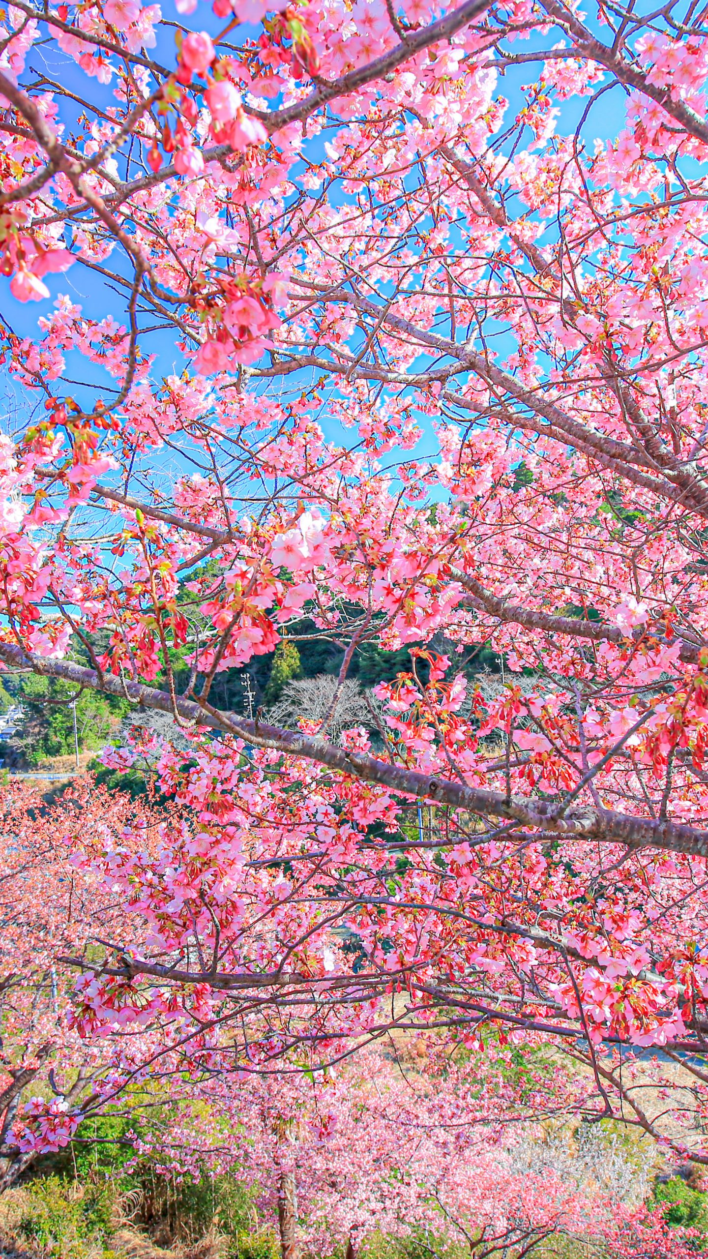 河津桜と南伊勢町の町並み(三重県南伊勢町・河村瑞賢公園の河津桜)