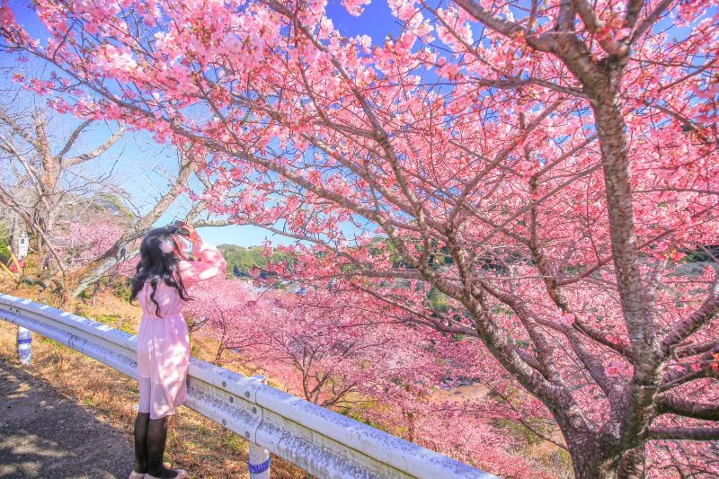 無料壁紙 ガードレールと河津桜。PCとデスクトップ壁紙に最適な4K高画質の無料壁紙。三重県南伊勢町の河村瑞賢公園の河津桜で撮影したフリー写真素材