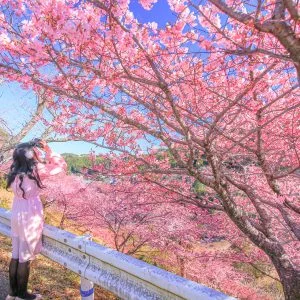 河村瑞賢公園の河津桜のフリー素材・壁紙