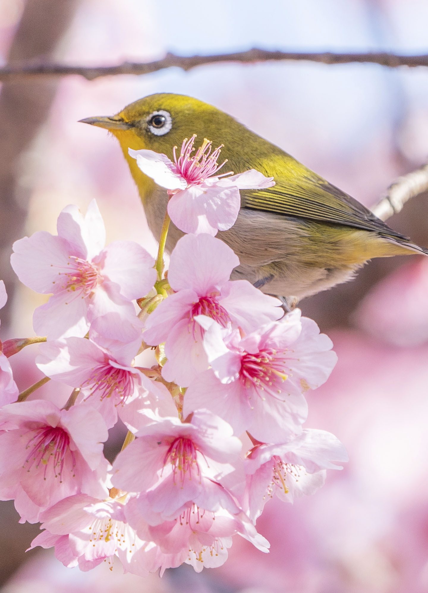 河津桜に乗るメジロ(三重県南伊勢町・河村瑞賢公園の河津桜)