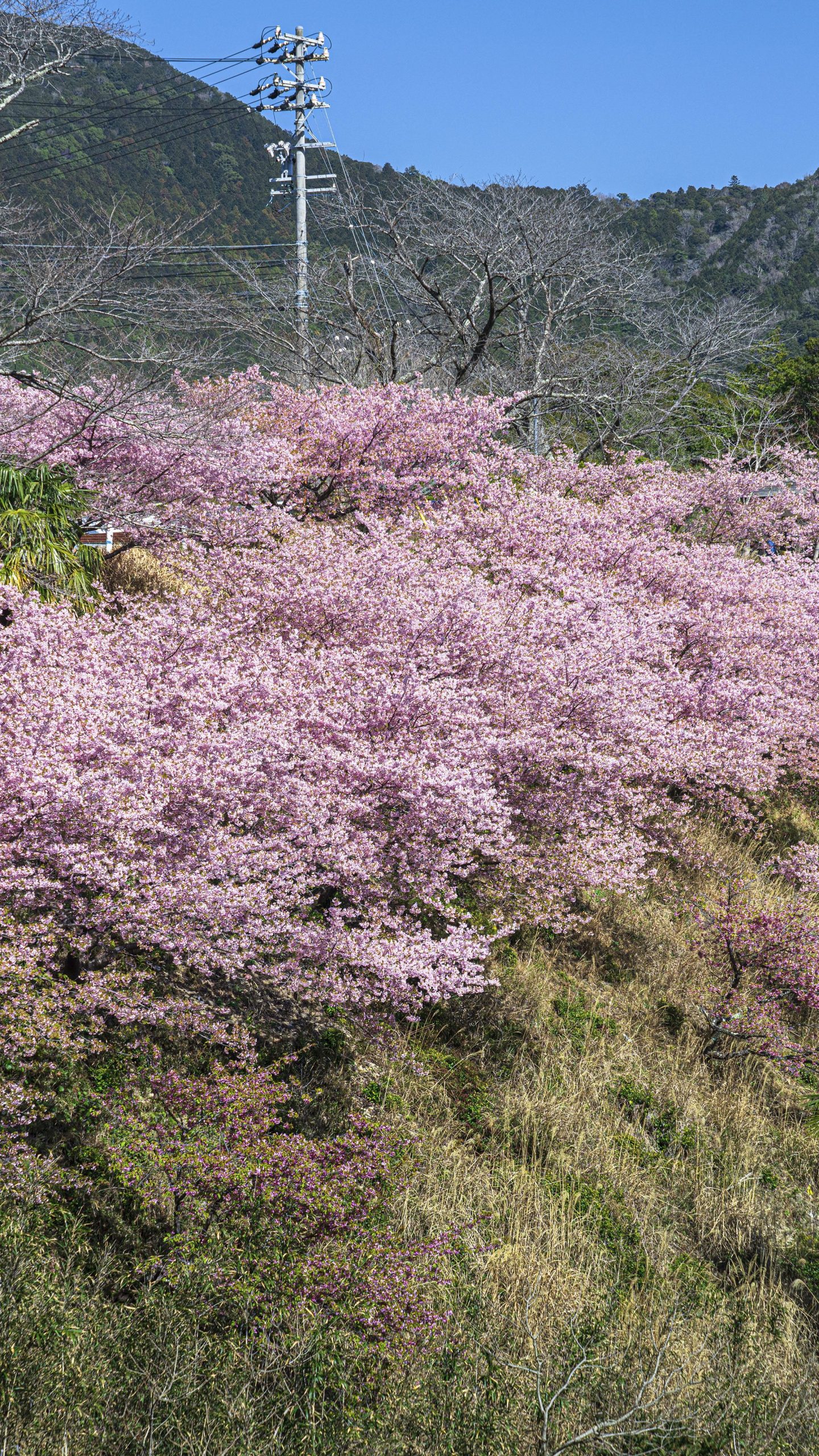 南伊勢町の河津桜ロード(三重県南伊勢町・河村瑞賢公園の河津桜)