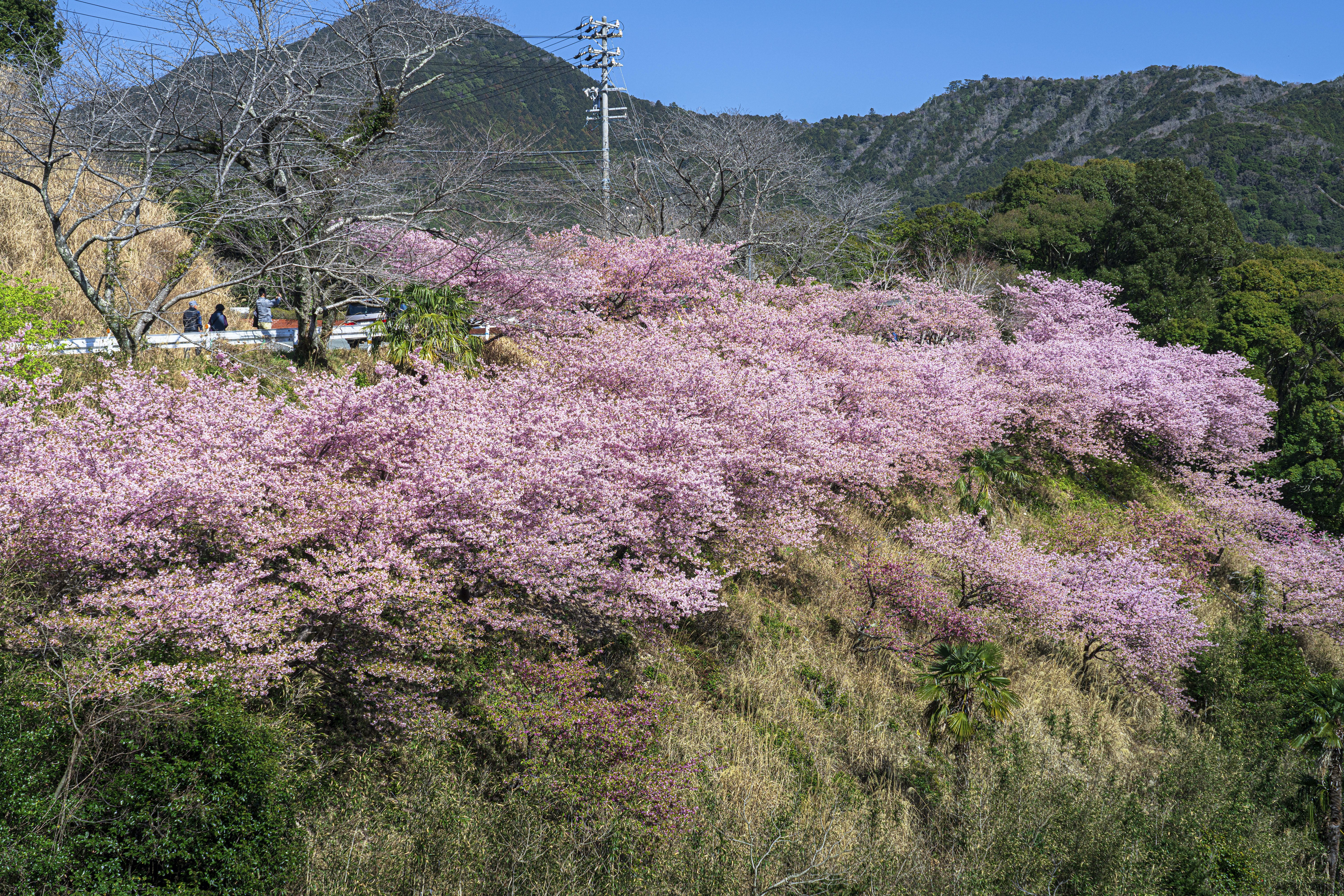 無料壁紙 南伊勢町の河津桜ロード。PCとデスクトップ壁紙に最適な4K高画質の無料壁紙。三重県南伊勢町の河村瑞賢公園の河津桜で撮影したフリー写真素材