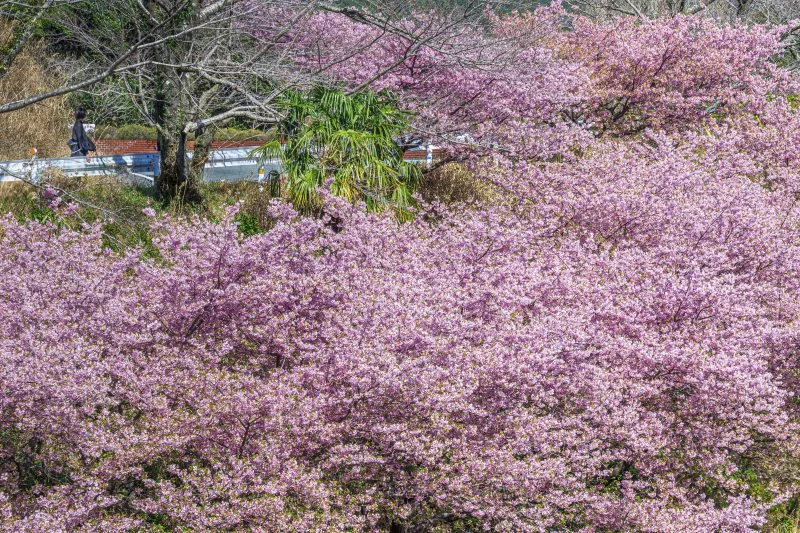 無料壁紙 道沿いに咲く河津桜を眺める。PCとデスクトップ壁紙に最適な4K高画質の無料壁紙。三重県南伊勢町の河村瑞賢公園の河津桜で撮影したフリー写真素材