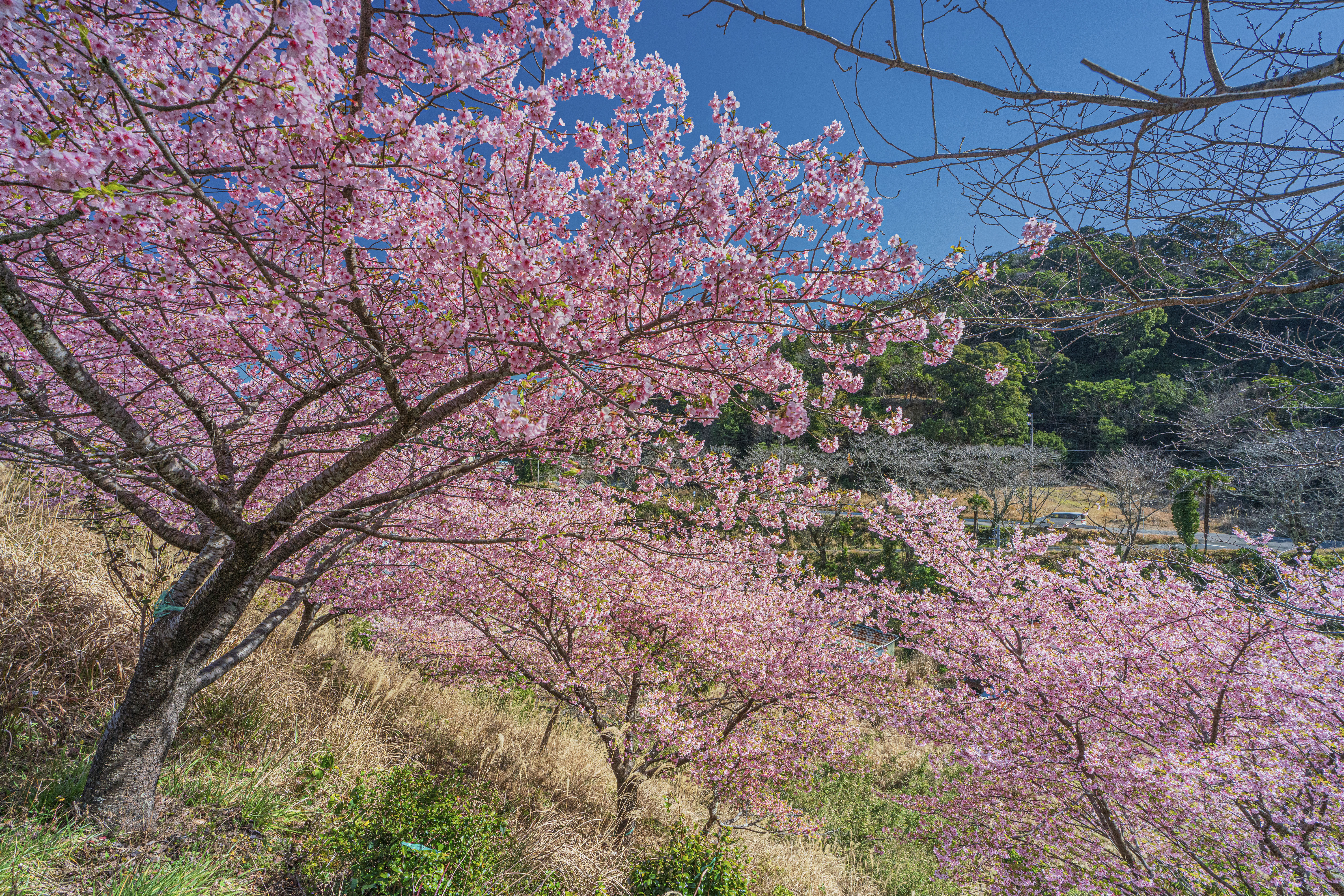 無料壁紙 傾斜に咲く河津桜。PCとデスクトップ壁紙に最適な4K高画質の無料壁紙。三重県南伊勢町の河村瑞賢公園の河津桜で撮影したフリー写真素材