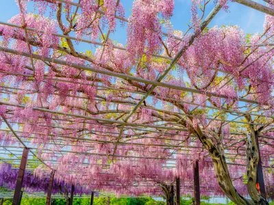 無料壁紙 紅藤のシャンデリア。PCとデスクトップ壁紙に最適な4K高画質の無料壁紙。三重県津市のかざはやの里で撮影したフリー写真素材