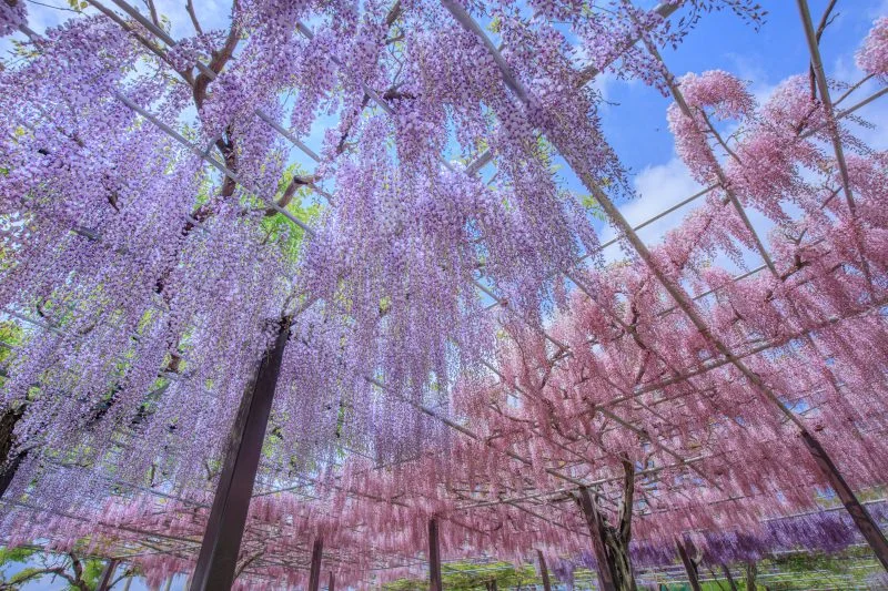 無料壁紙 ３色の藤グラデーション。PCとデスクトップ壁紙に最適な4K高画質の無料壁紙。三重県津市のかざはやの里で撮影したフリー写真素材