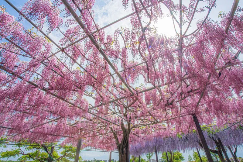 無料壁紙 紅藤と太陽。PCとデスクトップ壁紙に最適な4K高画質の無料壁紙。三重県津市のかざはやの里で撮影したフリー写真素材