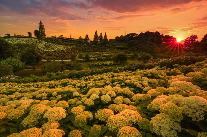 無料壁紙 夕日に照らされる紫陽花。PCとデスクトップ壁紙に最適な4K高画質の無料壁紙。三重県津市のかざはやの里で撮影したフリー写真素材