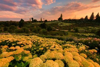 無料壁紙 夕焼けに染まる紫陽花。PCとデスクトップ壁紙に最適な4K高画質の無料壁紙。三重県津市のかざはやの里で撮影したフリー写真素材