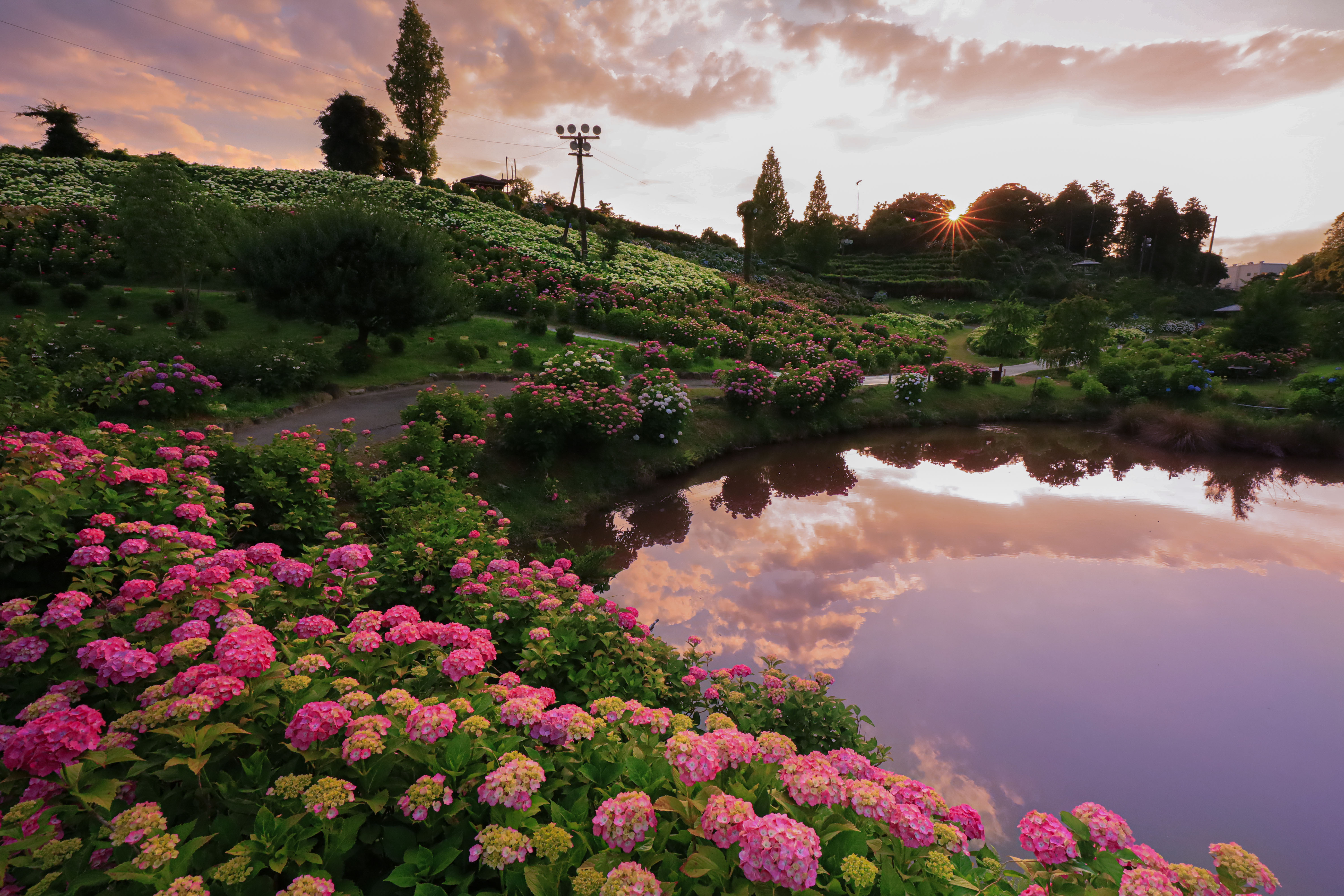 無料壁紙 夕焼けの紫陽花。PCとデスクトップ壁紙に最適な4K高画質の無料壁紙。三重県津市のかざはやの里で撮影したフリー写真素材