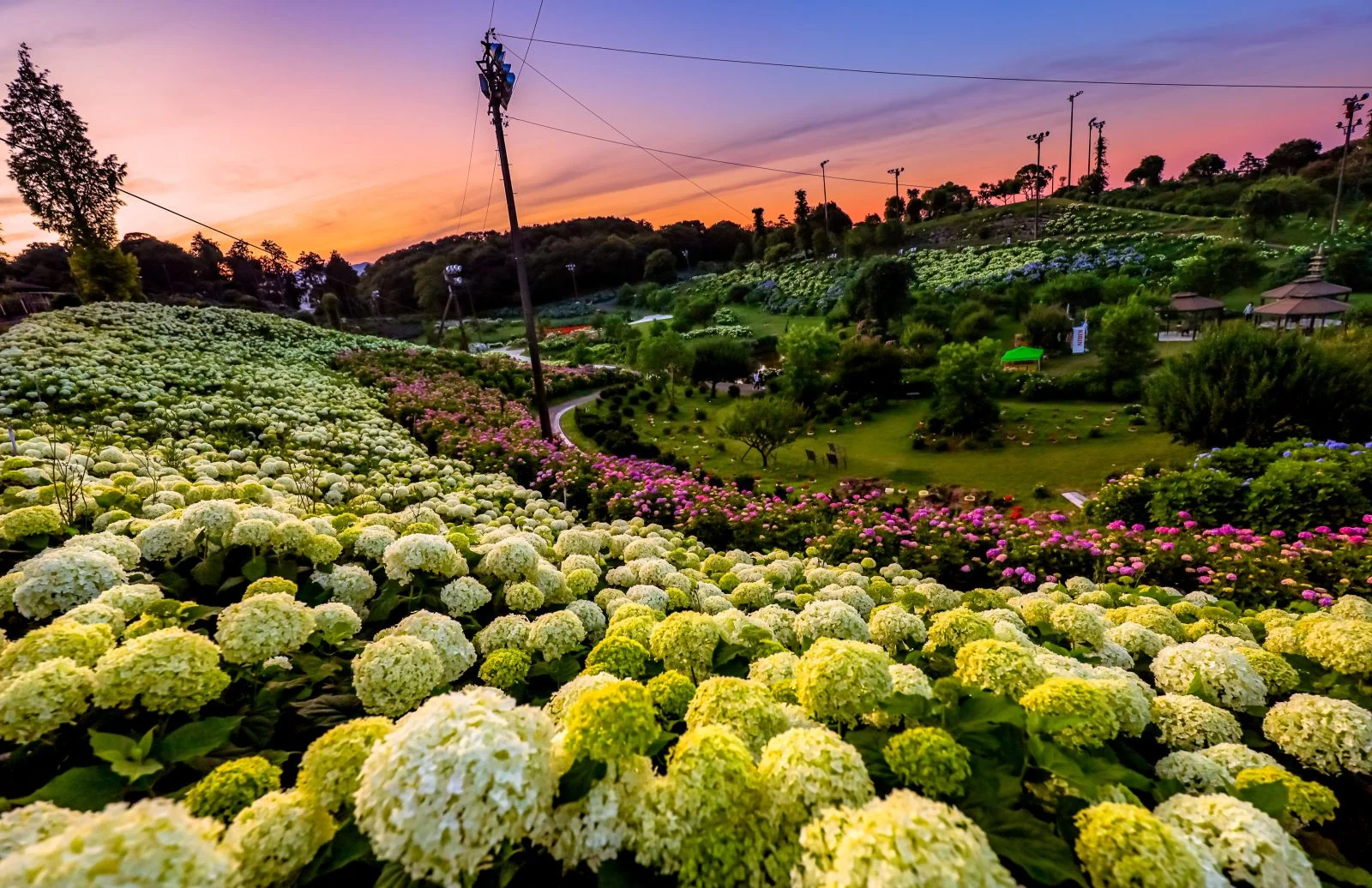 無料壁紙 マジックアワー紫陽花。PCとデスクトップ壁紙に最適な4K高画質の無料壁紙。三重県津市のかざはやの里で撮影したフリー写真素材