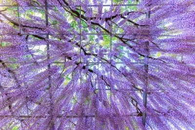 無料壁紙 降り注ぐような藤。PCとデスクトップ壁紙に最適な4K高画質の無料壁紙。三重県津市のかざはやの里で撮影したフリー写真素材