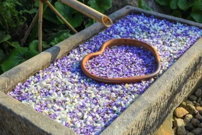 無料壁紙 藤の花手水。PCとデスクトップ壁紙に最適な4K高画質の無料壁紙。三重県津市のかざはやの里で撮影したフリー写真素材