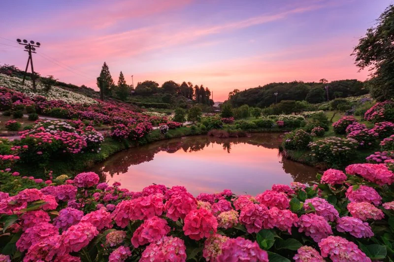 無料壁紙 夕焼けに染まる紫陽花とハートの池。PCとデスクトップ壁紙に最適な4K高画質の無料壁紙。三重県津市のかざはやの里で撮影したフリー写真素材