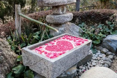 無料壁紙 梅の花手水（全体）。PCとデスクトップ壁紙に最適な4K高画質の無料壁紙。三重県津市のかざはやの里で撮影したフリー写真素材