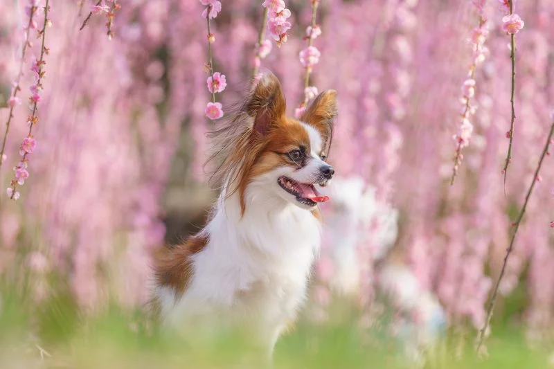 無料壁紙 梅に包まれる犬。PCとデスクトップ壁紙に最適な4K高画質の無料壁紙。三重県津市のかざはやの里で撮影したフリー写真素材