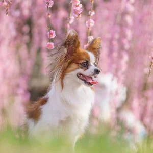 無料壁紙 梅に包まれる犬。PCとデスクトップ壁紙に最適な4K高画質の無料壁紙。三重県津市のかざはやの里で撮影したフリー写真素材